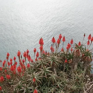 Palma Madeira Wandern Und Tauchen Apartment Canico (Madeira)